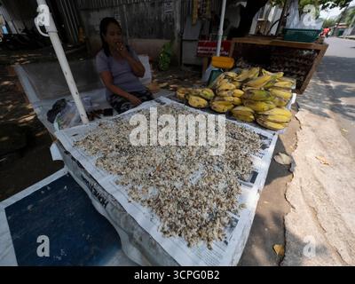 Femme locale vendant des larves de fourmis au marché local, pour la nourriture pour oiseaux, Bali, Indonésie Banque D'Images