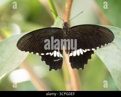 Femelle papillon mormon commun (Papilio polytes) avec ailes ouvertes, Bali, Indonésie Banque D'Images