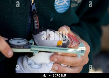 Un chercheur mesure et pèse des macareux de l'Atlantique, Fratercula arctica, à son site de nidification sur Eastern Egg Rock Island, dans le Maine. Banque D'Images