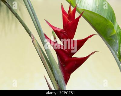 Red Palulu Flower (Heliconia bihai) Lotus Lagoon, Candidasa, Bali Indonésie Banque D'Images