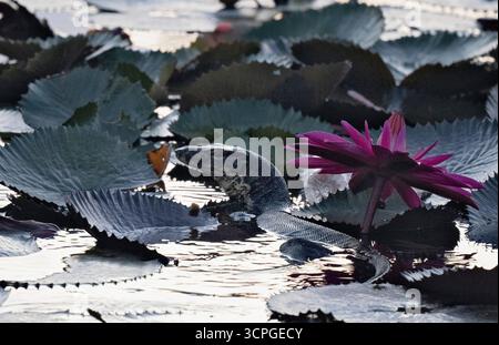 Asian Water Monitor (Varanus salvator) nager parmi les fleurs de nénuphar sur l'étang (sauvage Nymphaea sp) Lotus Lagoon, Candidasa, Bali Indonésie Banque D'Images