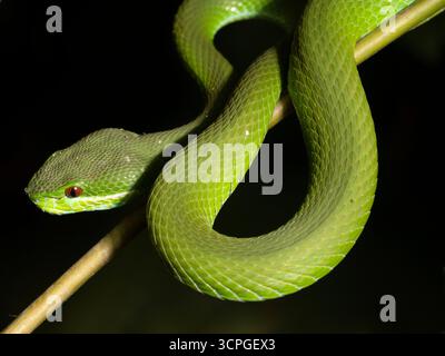 Pitviper à lèvres blanches (Trimeresurus insularis) Bali, Indonésie Banque D'Images