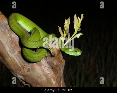 Pitviper à lèvres blanches (Trimeresurus insularis) Bali, Indonésie Banque D'Images