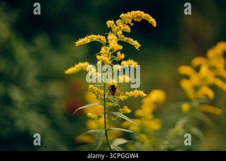 Gros plan d'une abeille recueillant du pollen sur des fleurs d'ambroisie en plein soleil. Photo de haute qualité Banque D'Images