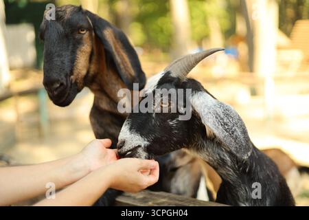 Deux chèvres nourries à la main dans un zoo pour enfants. Photo de haute qualité Banque D'Images
