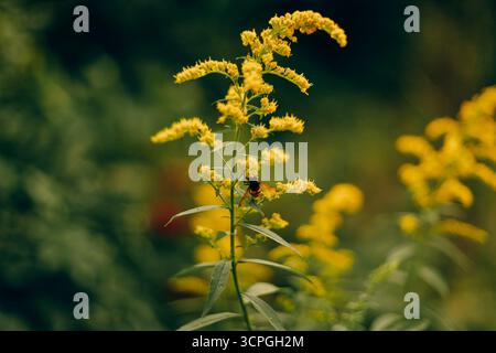 Gros plan d'une abeille recueillant du pollen sur des fleurs d'ambroisie en plein soleil. Photo de haute qualité Banque D'Images