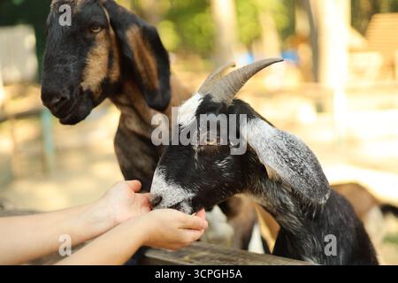 Deux chèvres nourries à la main dans un zoo pour enfants. Photo de haute qualité Banque D'Images