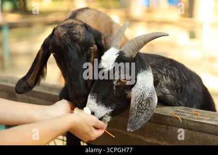 Deux chèvres nourries à la main dans un zoo pour enfants. Photo de haute qualité Banque D'Images