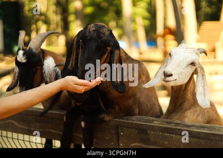Trois chèvres nourries à la main dans un zoo pour enfants. Photo de haute qualité Banque D'Images