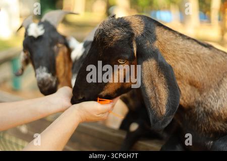 Deux chèvres nourries à la main dans un zoo pour enfants. Photo de haute qualité Banque D'Images