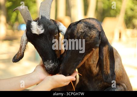 Deux chèvres nourries à la main dans un zoo pour enfants. Photo de haute qualité Banque D'Images