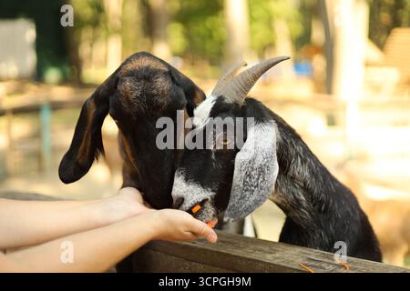 Deux chèvres nourries à la main dans un zoo pour enfants. Photo de haute qualité Banque D'Images