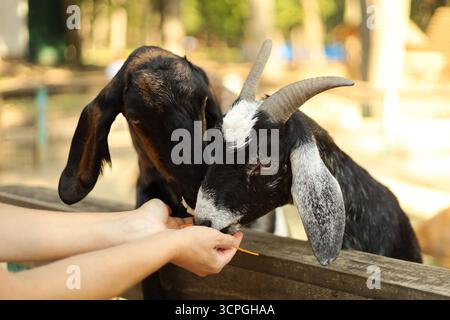 Deux chèvres nourries à la main dans un zoo pour enfants. Photo de haute qualité Banque D'Images