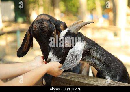 Deux chèvres nourries à la main dans un zoo pour enfants. Photo de haute qualité Banque D'Images