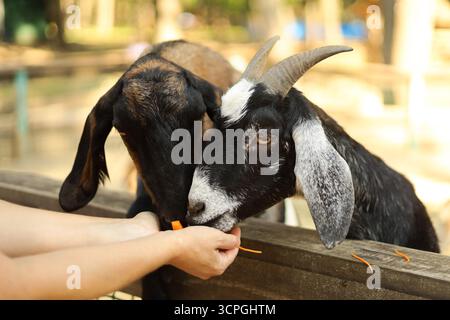 Deux chèvres nourries à la main dans un zoo pour enfants. Photo de haute qualité Banque D'Images