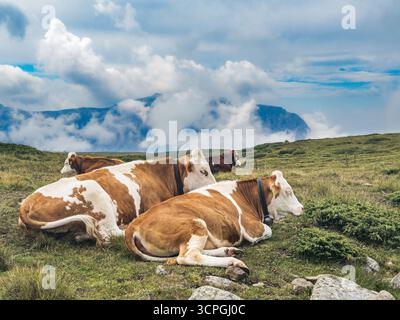 Vaches couchées sur un pré sur la Seiser Alm dans les Dolomites, Tyrol du Sud, Italie. Banque D'Images