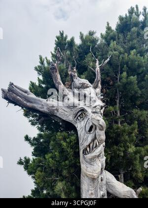Un visage de sorcière sculpté dans une souche d'arbre sur le Puflatsch, Seiser Alm dans les Dolomites, Tyrol du Sud, Italie. Banque D'Images