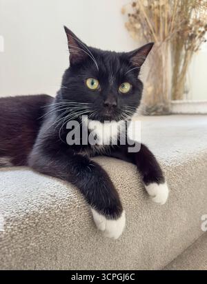Chat Tuxedo croisé allongé sur des escaliers recouverts de moquette, regardant alerte avec les pattes avant suspendues au-dessus de la marche. Banque D'Images