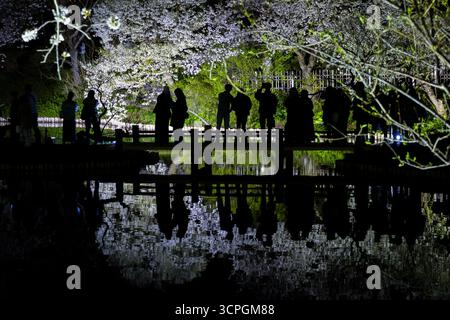 Observation nocturne des cerisiers en fleurs (Hanami) au jardin Sankeien à Yokohama, au Japon Banque D'Images