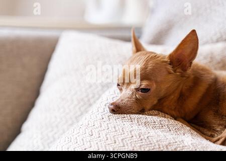 Jouet Terrier chien se relaxant sur un pilier à l'intérieur. Banque D'Images