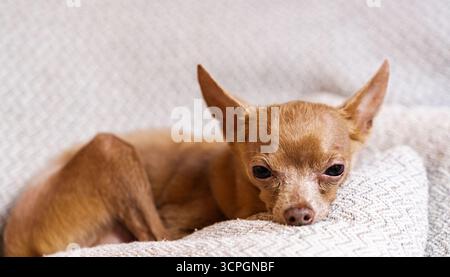 Triste chien de genou se trouve sur un oreiller à l'intérieur. Portrait de Toy Terrier Dog. La santé mentale des animaux. Banque D'Images