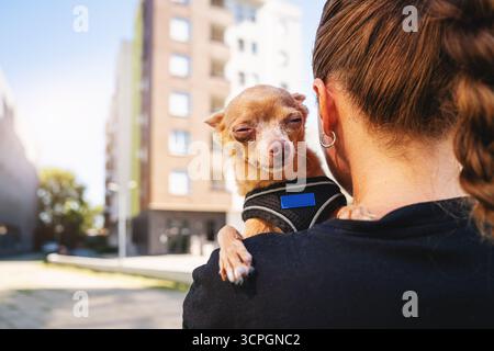 Femme tenant petit chien de tour sur l'épaule pendant la marche. La vie avec les animaux de compagnie. Chien Terrier jouet. Banque D'Images