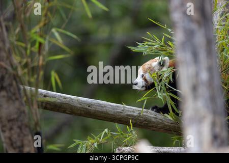 Panda roux (Ailurus fulgens) - animal captif Banque D'Images