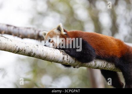 Panda roux (Ailurus fulgens) - animal captif Banque D'Images
