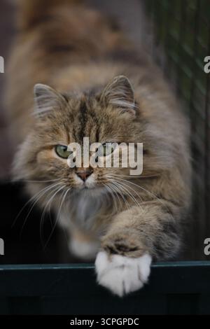 Chat moelleux à poil long avec les yeux verts assis à l'extérieur. Photo de haute qualité Banque D'Images