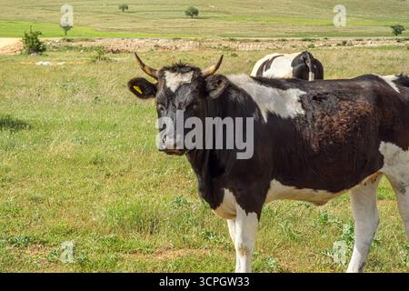 Une vache avec des cornes se tient dans un champ. La vache est noire et blanche. Banque D'Images