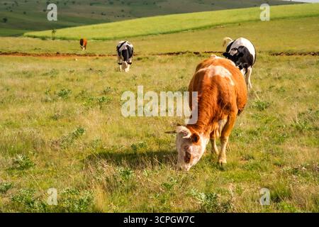 Un paysage rural pittoresque avec un troupeau de vaches qui paissent sur des pâturages verdoyants, sur fond de douces collines. Banque D'Images