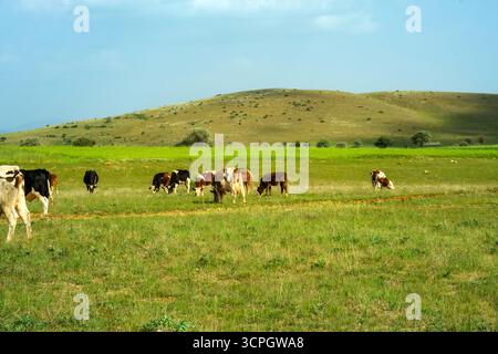 Un petit troupeau de vaches brunes et blanches pèle avec satisfaction sur un pâturage vert luxuriant sous un ciel bleu vif, avec une ligne d'arbres lointaine à l'horizon. Banque D'Images