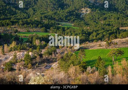Vallées vertes. Un paysage serein de collines couvertes de pins et de parcelles de champs verdoyants, niché dans l'étreinte de la nature. Banque D'Images