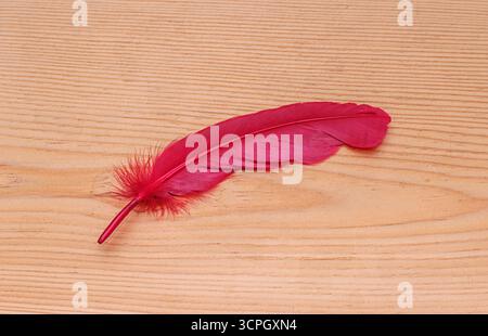 Plume rouge, plume rouge sur un plancher en bois. Vue de dessus. Idées de concept photo adapté aux expressions abstraites. Banque D'Images