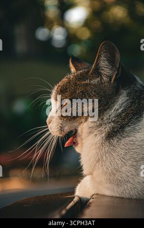 Une photo charmante et franche de profil latéral d'un chat tabby et blanc attrapé à mi-bâillement. Sa bouche est grande ouverte, montrant sa langue rose, contre un embellissement Banque D'Images