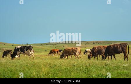 Vaches pâturant paysage avec scène pastorale sereine capturant la beauté de la vie rurale. Bétail dans un champ verdoyant. Banque D'Images