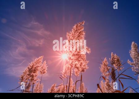 Prise de vue en bas angle de l'herbe des pampas rétroéclairée par le soleil levant. Projeter une lueur dorée sur le ciel. Roseaux plumeux créant une scène dramatique et colorée. Banque D'Images