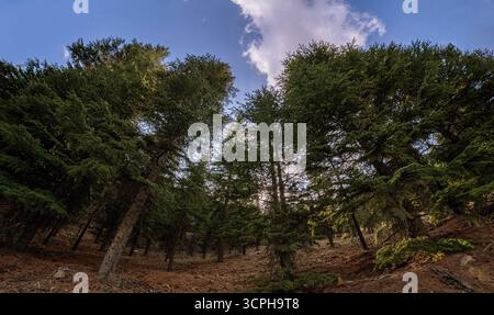 La forêt au ciel. La lumière du soleil filtre à travers la dense canopée d'une forêt de conifères, éclairant le sol de la forêt. Banque D'Images