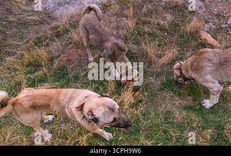Trois chiens de berger dans un champ avec de l'herbe sèche et des taches vertes. Capture sauvage de chiens dans un naturel. Chien de race Kangal. Banque D'Images