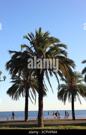 Nice, France - 30 août 2025 : de beaux palmiers verts et des gens près de la mer Banque D'Images