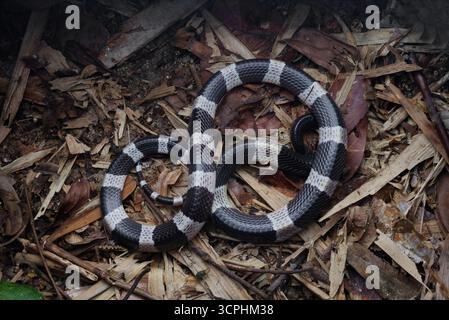 Malayan Krait, ou Blue Krait en sol forestier, sur des feuilles mortes. Le venin du krait malais est hautement neurotoxine. Banque D'Images