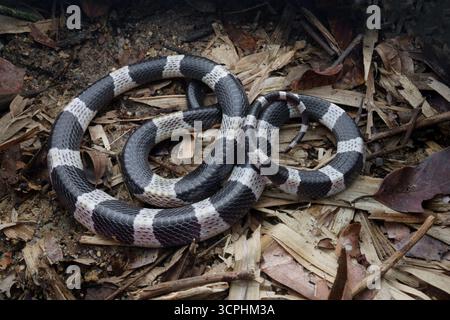 Malayan Krait, ou Blue Krait en sol forestier, sur des feuilles mortes. Le venin du krait malais est hautement neurotoxine. Banque D'Images