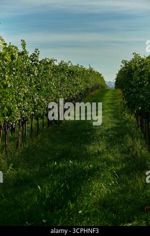 Vue entre les rangées de vignes de raisins rouges avec de l'herbe verte luxuriante en dessous, sous un ciel bleu et la lumière chaude du soleil. Capture la saison des récoltes vibrante et sereine Banque D'Images