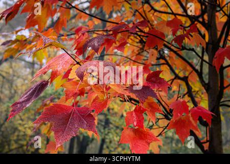 Feuilles d’automne Banque D'Images