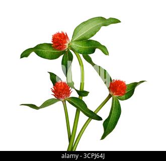 Fleurs de gomphrena rouge vif (Gomphrena globosa, globe amarante) avec des feuilles vertes isolées sur fond blanc. Banque D'Images