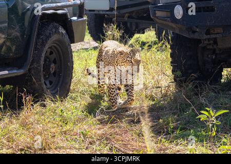 Gros plan d'un léopard marchant entre des véhicules Safari dans la réserve nationale de Maasai Mara Banque D'Images