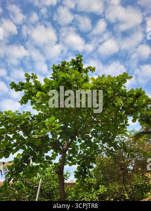 Amande indienne (Terminalia catappa) arbre avec ciel Banque D'Images
