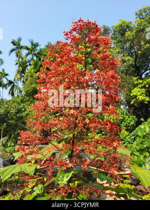 Clerodendrum paniculatum, communément appelé la fleur de pagode Banque D'Images