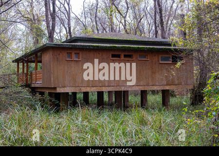 Cabane en bois surélevée ou cabane d'observation construite sur pilotis dans une forêt humide dense d'automne Banque D'Images
