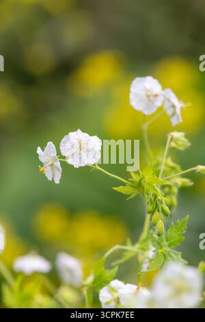 Gros plan des fleurs blanches de bec de grues sombres (géranium phaeum) en fleurs Banque D'Images